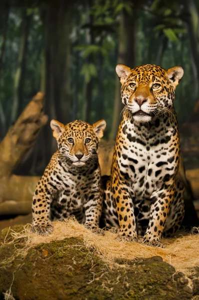 Jaguar-Familie — Stockfoto