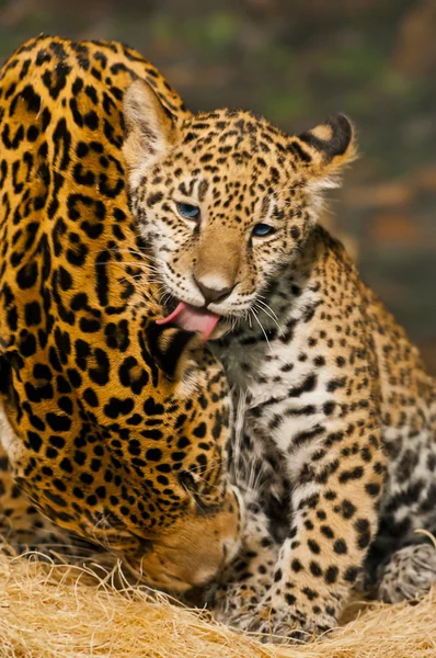 Jaguar aile — Stok fotoğraf