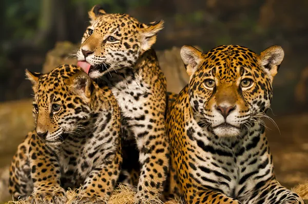 Familia Jaguar Imagen de archivo