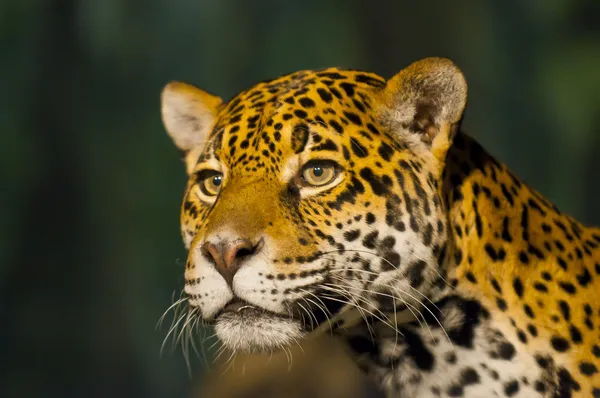 Vrouwelijke jaguar — Stockfoto