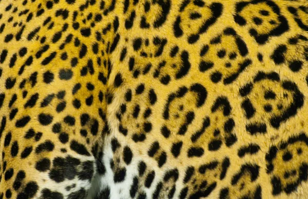 Jaguar "Fur — стоковое фото