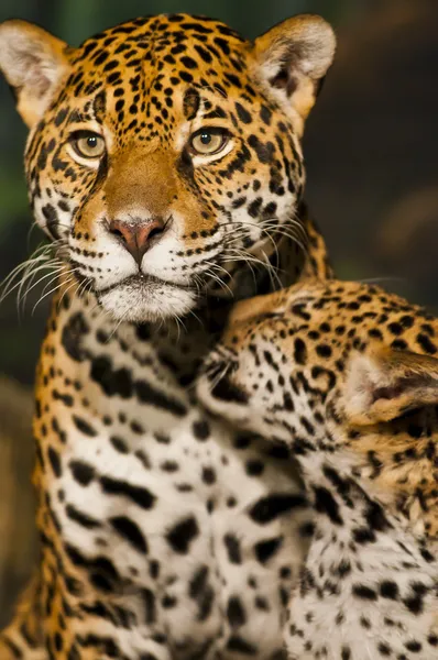 Jaguar-Familie — Stockfoto