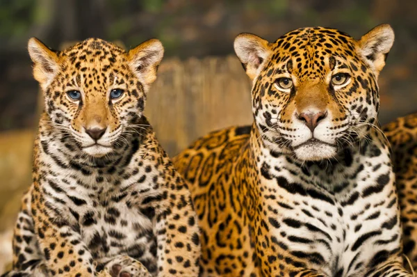 Jaguar familj — Stockfoto