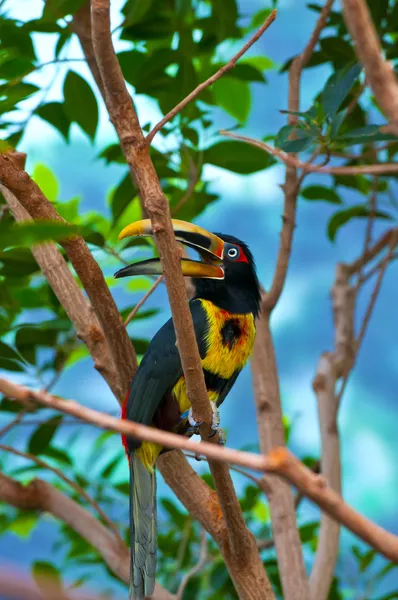 창백한 mandibled Aracari — 스톡 사진