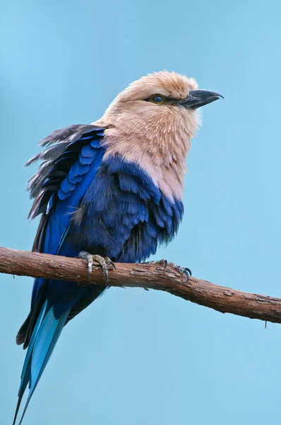 Blå-bellied roller — Stockfoto