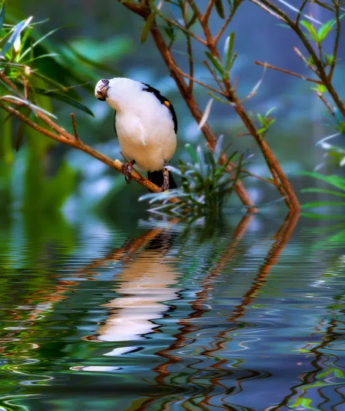 White-headed Buffalo Weaver — Stock Photo, Image