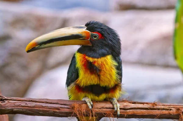 S kusadly bledě aracari — Stock fotografie