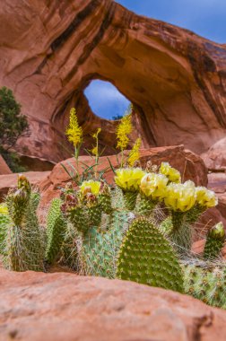 kaktüs çiçeği papyon kemerin altında