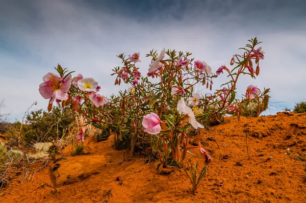 Fiori di canyon — Foto Stock