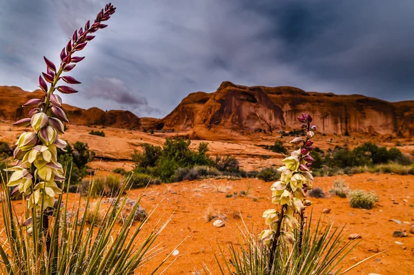 Canyon Cacti — Stock Photo, Image