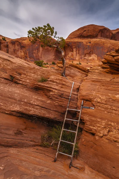 Ladder on the Trail — Stock Photo, Image