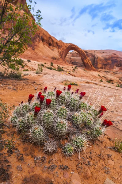 Cacti Blossom e Corona Arch — Fotografia de Stock