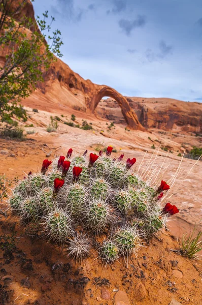 Cacti Blossom y Corona Arch — Foto de Stock