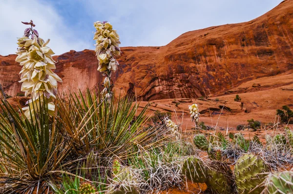 Cañón Cacti — Foto de Stock