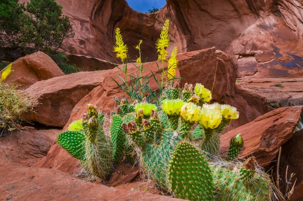 Cacti flor sob arco laço Arco — Fotografia de Stock