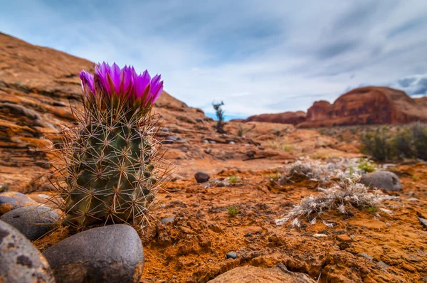 Vackra vilda cactus nära corona arch trail — Stockfoto