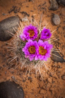kaktüs çiçeği