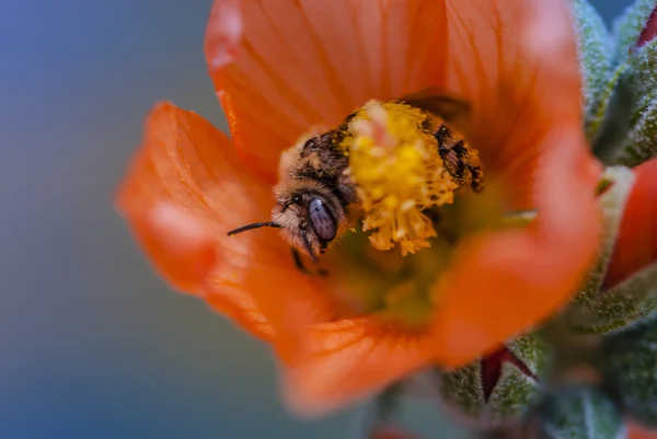 Медовая пчела на цветке кактуса — стоковое фото