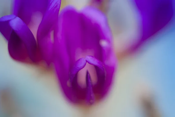 Фиолетовый мягкий цветок — стоковое фото