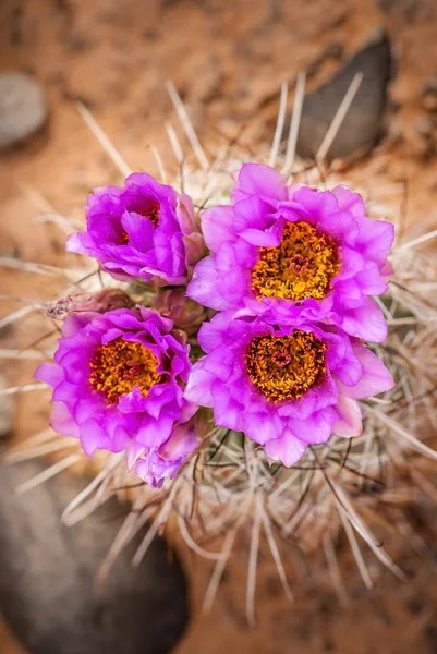 Fleur de cactus — Photo