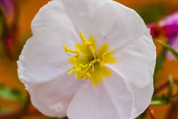 Flor branca com centro amarelo — Fotografia de Stock
