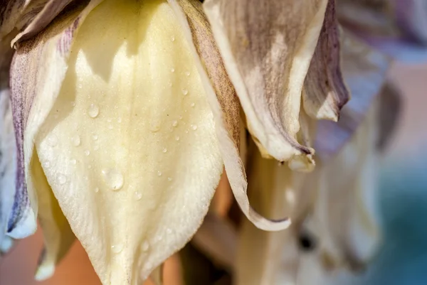 Chuva em uma flor de cacto — Fotografia de Stock