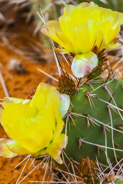 Cacti Blossom — Stock Photo, Image