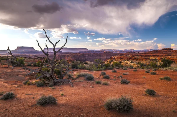 Needles District landscape — Stock Photo, Image