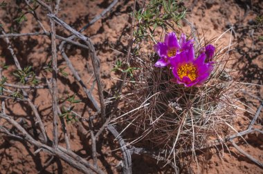 vahşi kaktüs çiçeği