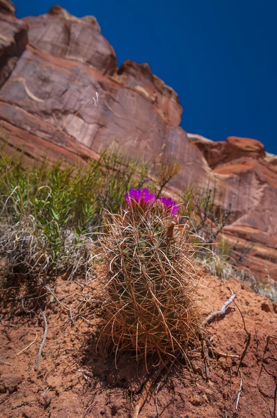 Wild Cactus blossom — Stock Photo, Image