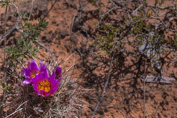 Vilda kaktus blomma — Stockfoto