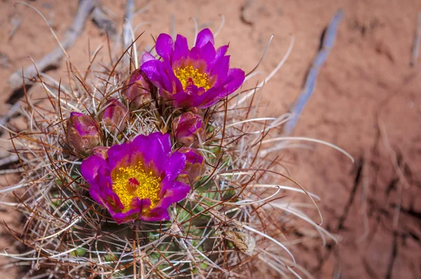 Floración de cactus silvestres —  Fotos de Stock