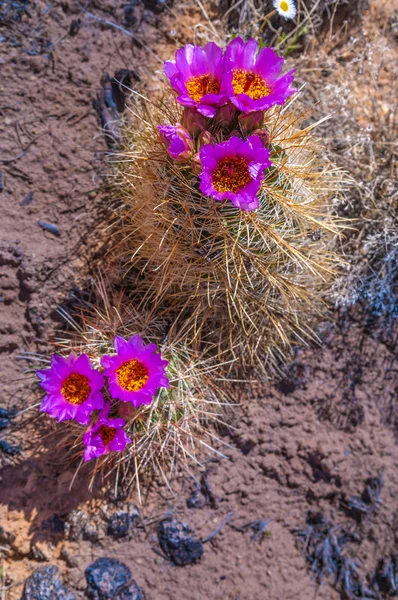 Wild Cactus mekar — Stok Foto