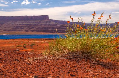 buharlaşma göletler - potas yol moab Utah yakınındaki kır çiçekleri