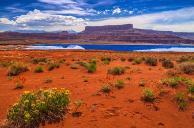 buharlaşma göletler - potas yol moab Utah yakınındaki kır çiçekleri