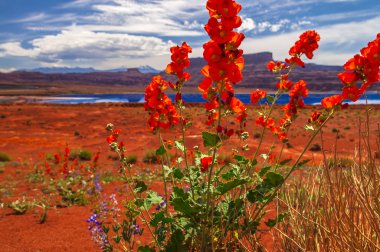buharlaşma göletler - potas yol moab Utah yakınındaki kır çiçekleri