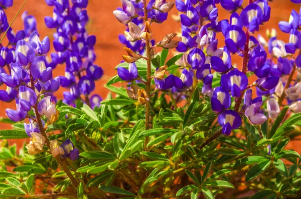 Purple Penstemon sullo sfondo di sabbia rossa — Foto Stock