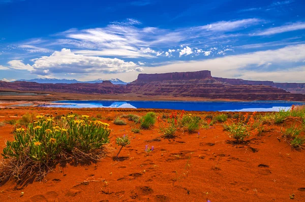 Vilda blommor nära indunstning dammar - kaliumklorid road i moab, utah — Stockfoto