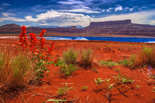Flores Silvestres cerca de Estanques de Evaporación - Potash Road en Moab Utah — Foto de Stock