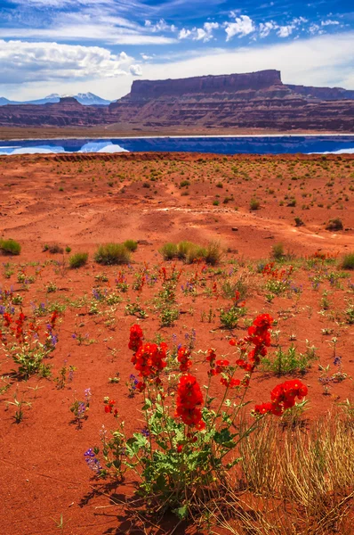Wild Flowers near Evaporation Ponds - Potash Road in Moab Utah — Stock Photo, Image