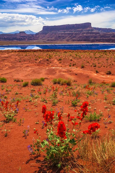 Kytice poblíž odpařování rybníky - silniční potaše v Moáb utah — Stock fotografie