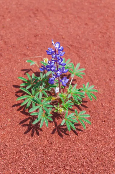 Penstemon roxo contra fundo de areia vermelha — Fotografia de Stock