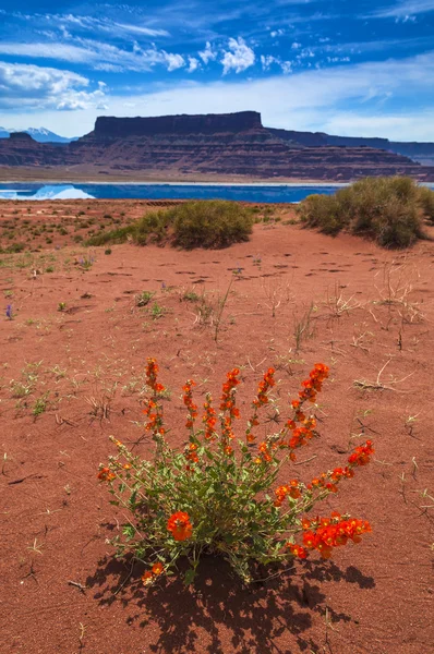 Flores selvagens perto de lagoas de evaporação Potash Road em Moab Utah — Fotografia de Stock
