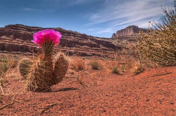 Flor de Cacti selvagem no Canyon — Fotografia de Stock