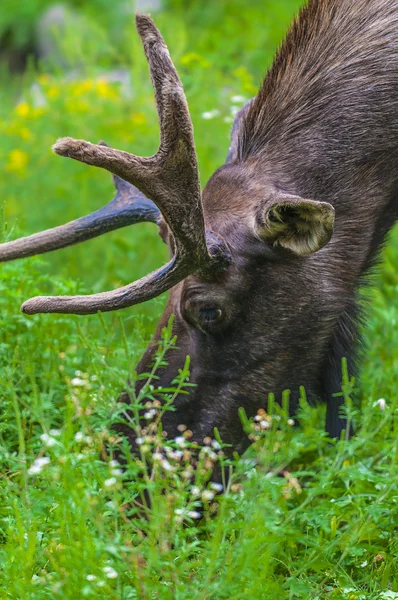 Moose Primer plano —  Fotos de Stock