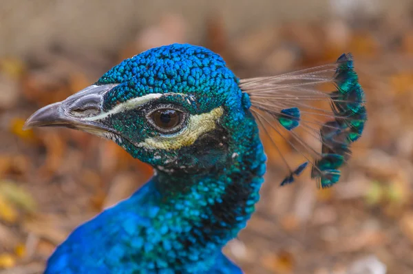 Imagen del perfil de la cabeza de un pavo real — Foto de Stock