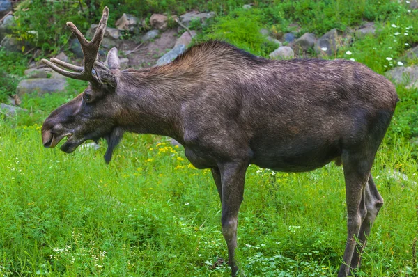 Moose Close-up — Stok Foto