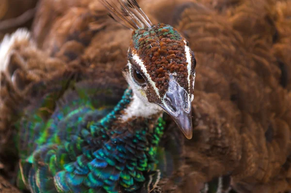 Bayan peacock yakın çekim çekim — Stok fotoğraf