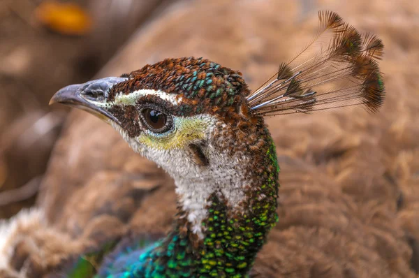 Bayan peacock yakın çekim çekim — Stok fotoğraf