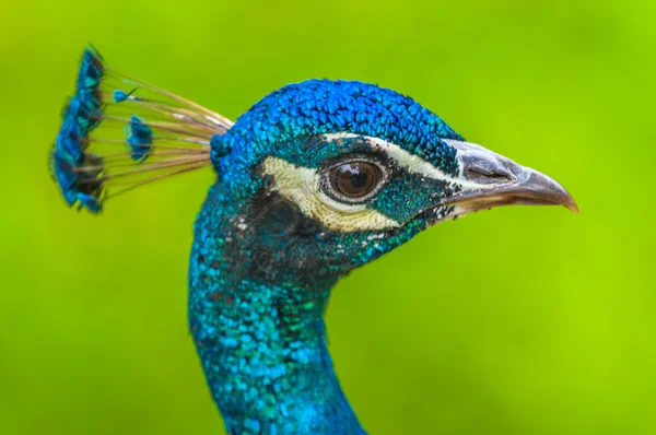 Young Male Peacock against vibrand green background — Stock Photo, Image